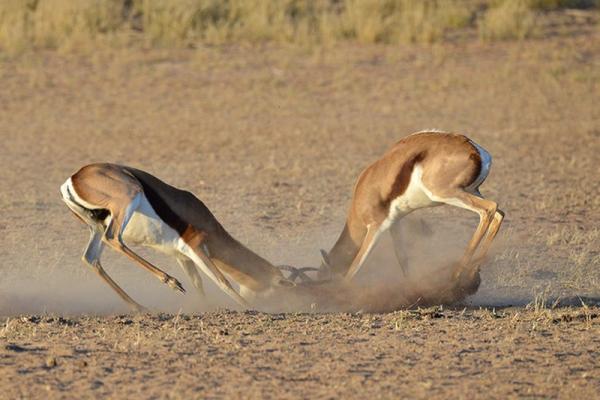 Kalahari Game Lodge