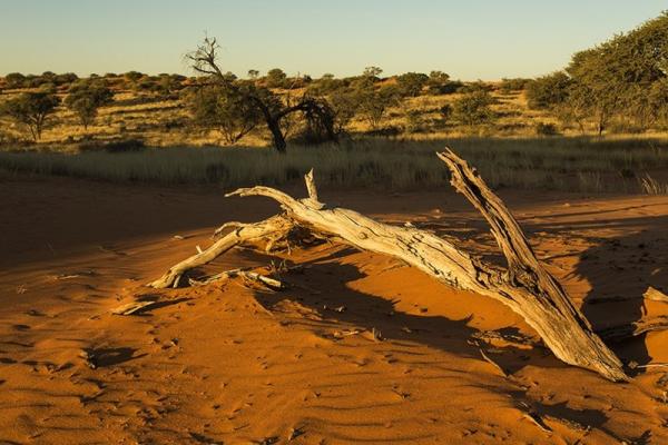 Kalahari Game Lodge