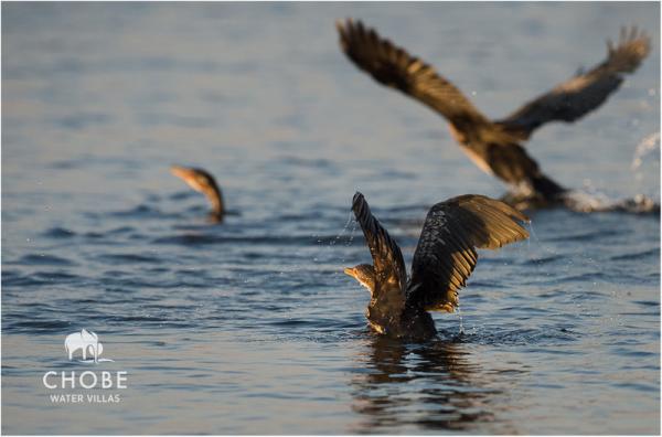 Chobe Water Villas