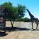 Giraffe Giraffe