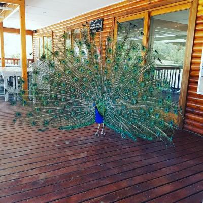 Peacock at Reception