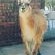 Lama Lama