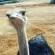 Ostritch Ostritch