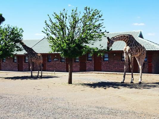 Giraffes in front of chalets