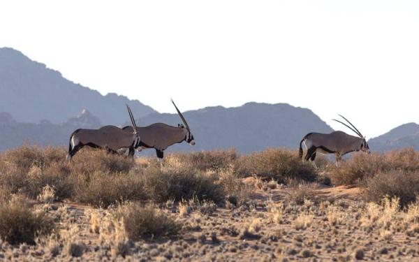 Sossusvlei Lodge