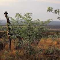 Shakati savannah