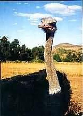 De Brug Ostrich Farm