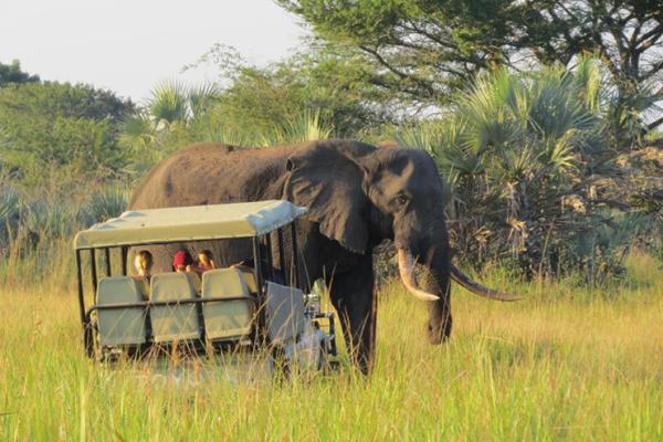 Tembe Elephant Lodge