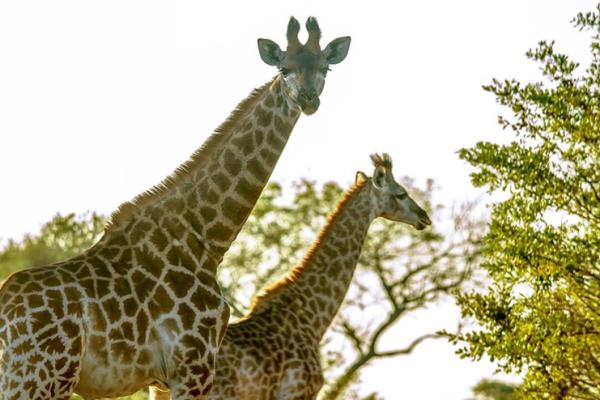 Tembe Elephant Lodge