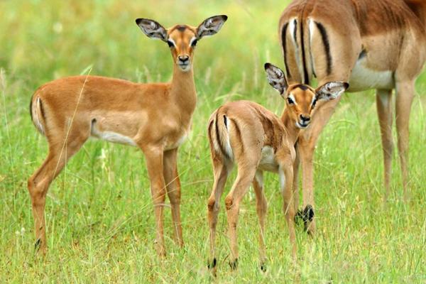 Tembe Elephant Lodge