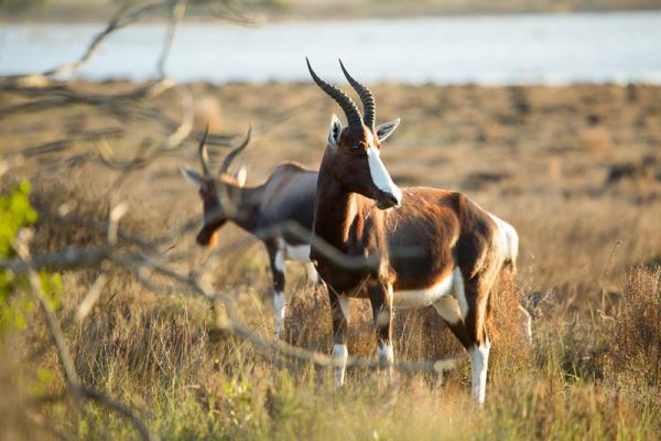 Accommodation - De Hoop Nature Reserve