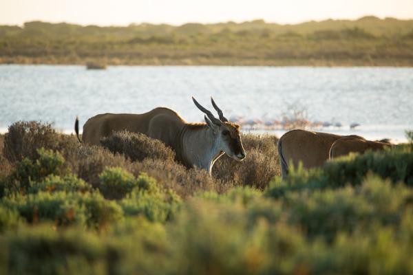 Accommodation - De Hoop Nature Reserve