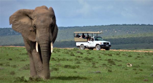 Game Drive to Addo Elephant National Park 