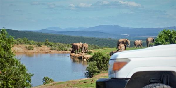 Game Drive to Addo Elephant National Park 