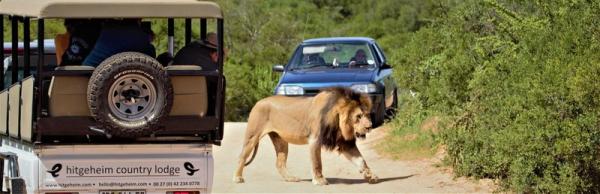 Game Drive to Addo Elephant National Park 