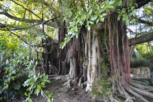 Whispering tree