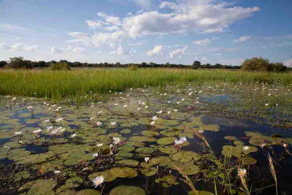 lily covered wetlands