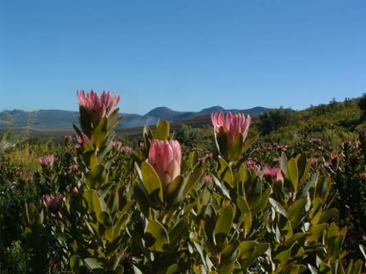 fynbos nature reserve