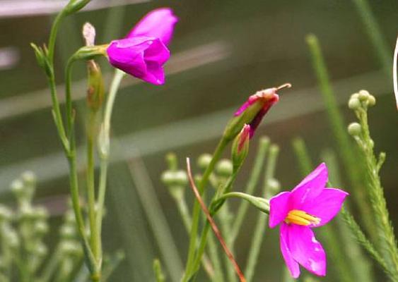 fynbos nature reserve