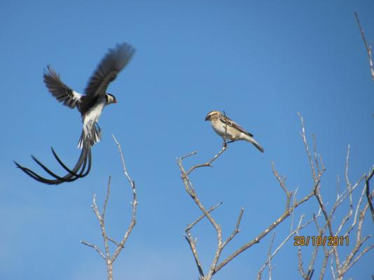 Bird Watching