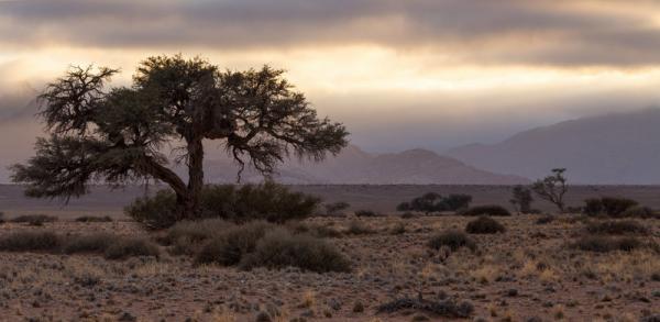 Desert Quiver Camp