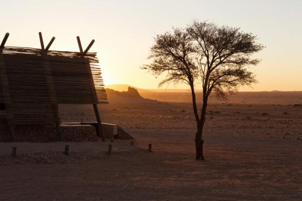 Desert Quiver Camp