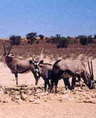 Nossob Restcamp - Kgalagadi Park