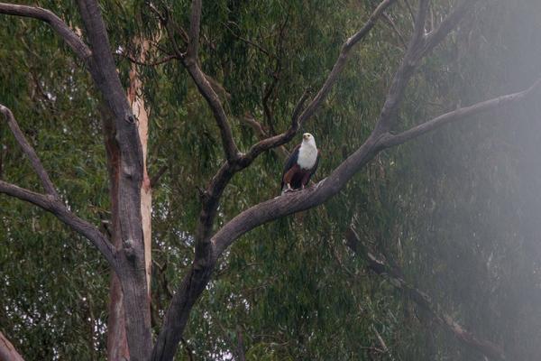 Resident eagles