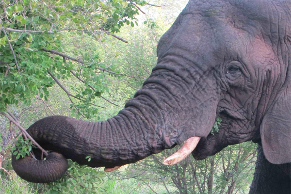 Tshukudu Bush Camp