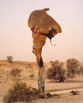 Bitterpan Dune Camp - Kgalagadi Park