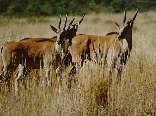 Ubumanzi Game Lodge