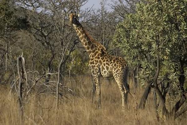 Ubumanzi Game Lodge