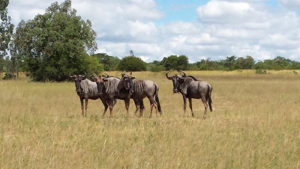 Wildebeest