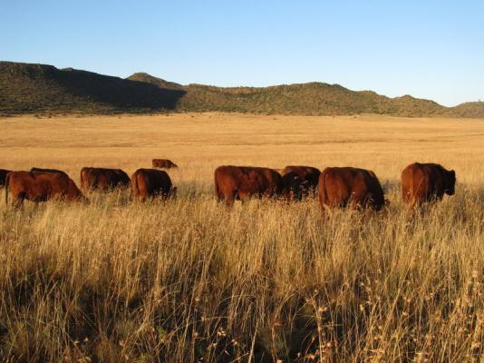 Bungaree Red Angus Cattle