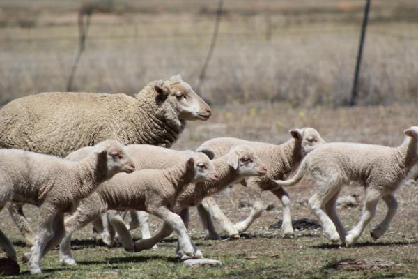 Ewes and Lambs