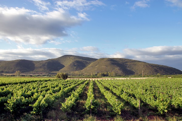 Tanagra vineyards