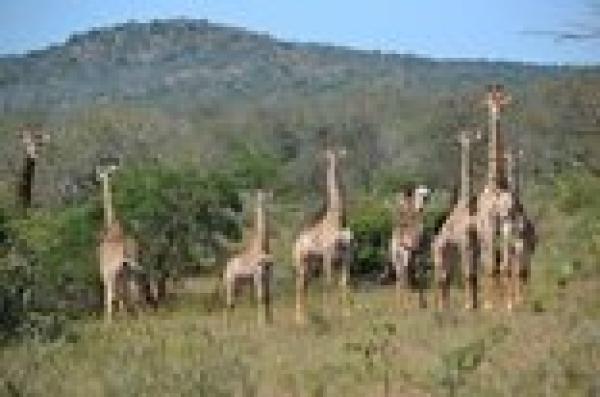 Hluhluwe-Imfolozi Game Reserve Walking Safari