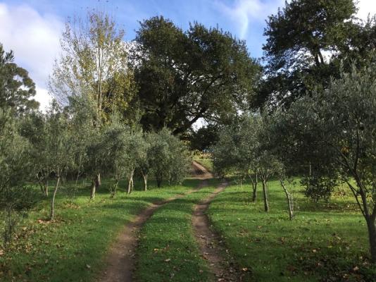 Lower Olive Grove