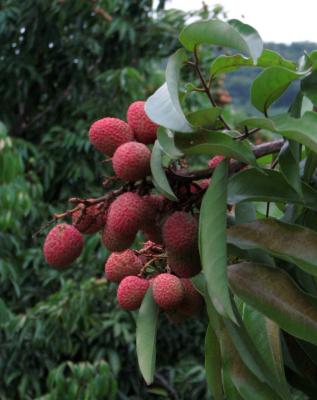 Litchi's