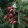Litchi's