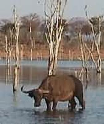 Lake Kariba