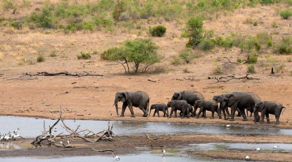 Tshukudu Bush Lodge