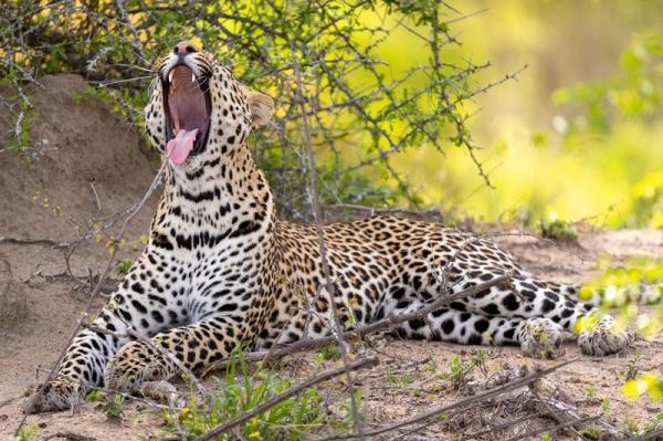 Cheetah Plains Private Game Reserve