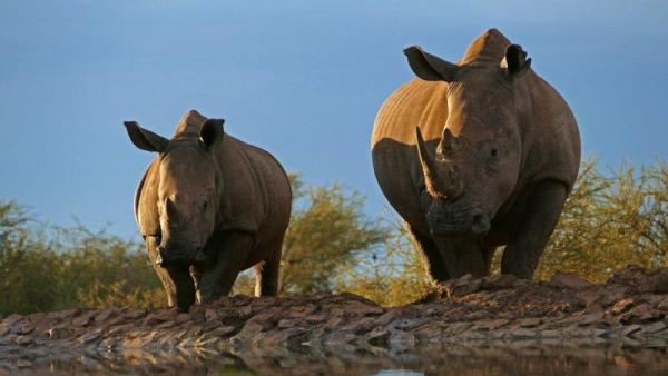 Madikwe Game Reserve