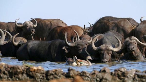 Madikwe Game Reserve