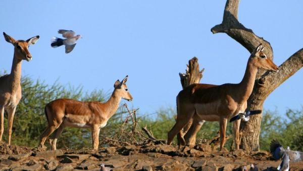 Madikwe Game Reserve