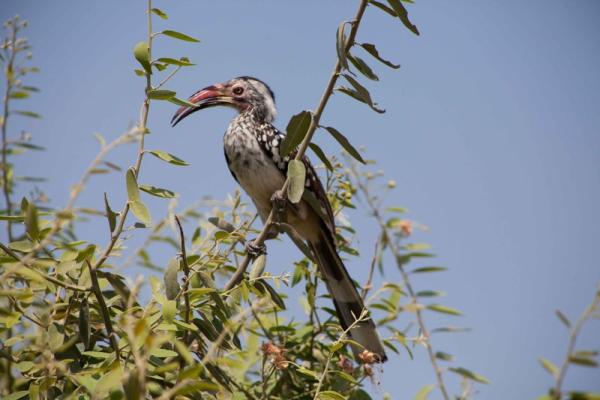 Taranga Safari Lodge