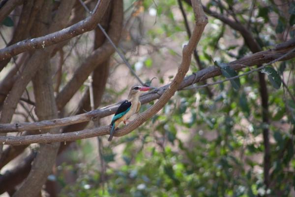 Taranga Safari Lodge