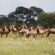 Zwahili Private Game Lodge and Spa Zwahili Private Game Lodge and Spa