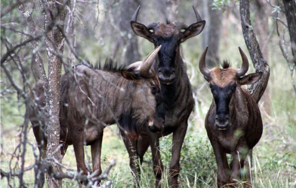 Zwahili Private Game Lodge and Spa